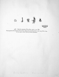Poronia punctata image